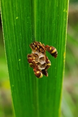 Ropalidia variegata