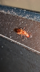 Camponotus variegatus