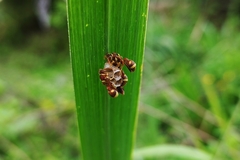Ropalidia variegata
