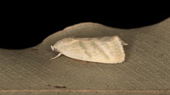Earias paralella