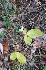 Laburnum anagyroides