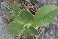 Primula auricula