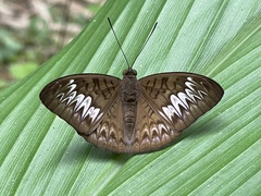 Tanaecia