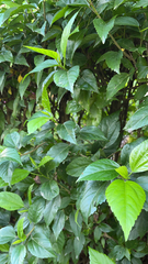 Hibiscus rosa-sinensis