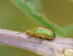 Calomela parilis