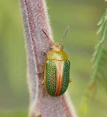 Calomela parilis