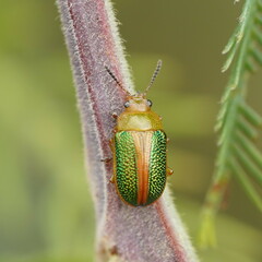 Calomela parilis