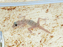 Ptyodactylus hasselquistii