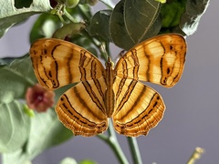 Chersonesia rahria