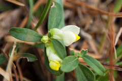 Polygaloides chamaebuxus