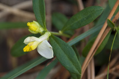 Polygaloides chamaebuxus