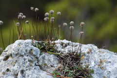 Globularia cordifolia