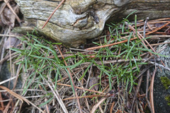 Moehringia muscosa