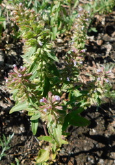 Dracocephalum thymiflorum