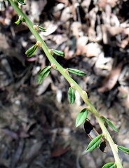 Bossiaea stephensonii