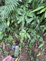 Bolbitis heteroclita