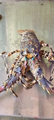 Panulirus ornatus