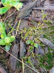 Leptinella maniototo