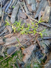 Leptinella maniototo