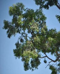 Corymbia clarksoniana