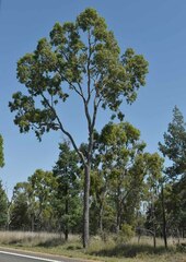 Corymbia clarksoniana