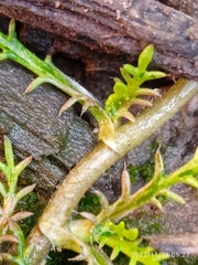 Leptinella maniototo