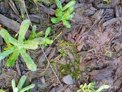 Leptinella maniototo