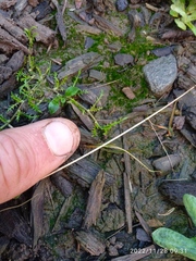 Leptinella maniototo