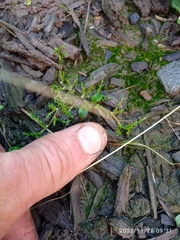 Leptinella maniototo