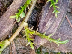 Leptinella maniototo