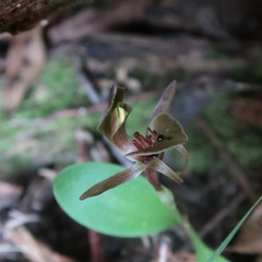 Chiloglottis triceratops