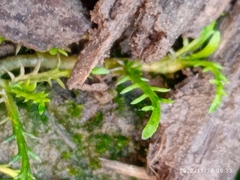 Leptinella maniototo