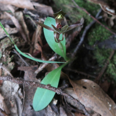 Chiloglottis triceratops