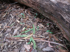 Chiloglottis triceratops