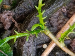 Leptinella maniototo