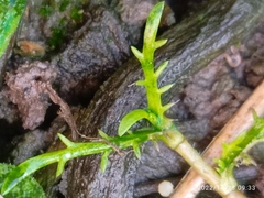 Leptinella maniototo