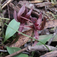 Chiloglottis triceratops