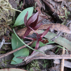 Chiloglottis triceratops