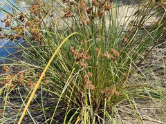 Cyperus congestus