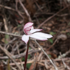 Caladenia alpina
