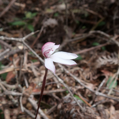 Caladenia alpina
