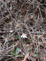 Caladenia alpina