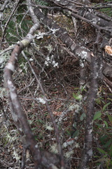 Caladenia alpina