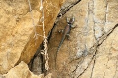 Sceloporus aureolus