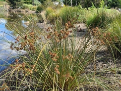 Cyperus congestus