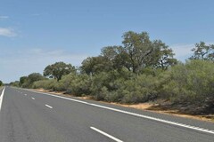 Acacia leptostachya