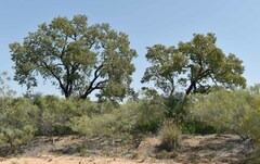 Acacia leptostachya