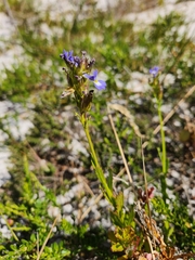Lobelia comosa