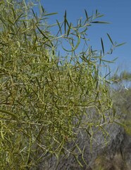 Acacia leptostachya