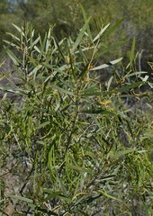 Acacia leptostachya